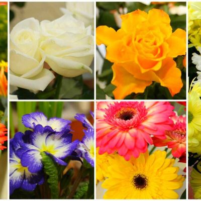Flore